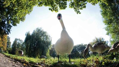 A swan takes a walk through the Georgengarten park in Hanover, northern Germany. AFP