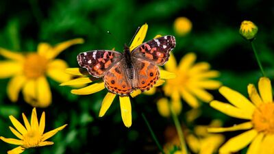 A VanesSa braziliensis butterfly is pictured at the San Martin square in Buenos Aires. AFP
