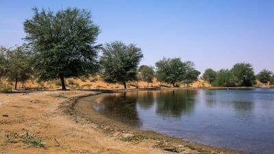 Royal Shaheen is one of only a handful of tour companies that visit the reserve to offer a falcon experience.