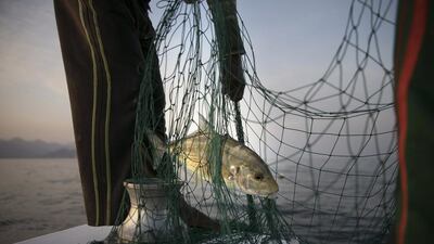 Fishing regulations aim to preserve, develop and ensure the sustainability of fish stocks. Silvia Razgova / The National