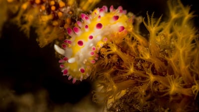 One of the 300 types of nudibranchs that have been spotted in the UAE's waters. Courtesy Heiko Seim