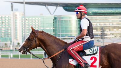 California Chrome out with his work rider Willie Delgado on Meydan’s dirt track, a surface that does not worry trainer Art Sherman. ‘He can about run on any kind of track,’ Sherman says. Neville Hopwood / Racingfotos.com