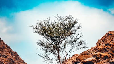 Wadi Abadilah, Fujairah. Photo: Kareem Mazhar
