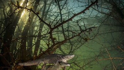 Where the giant newts breed by Joao Rodrigues, showing a pair of courting sharp-ribbed newts in a flooded forest, won Wildlife Photographer of the Year: Behaviour: Amphibians and Reptiles Award. Joao Rodrigues / Wildlife Photographer of the Year
