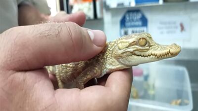 Siamese crocodiles are a freshwater species. Wam