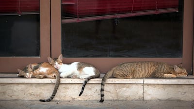 Animal welfare volunteers anticipate the number of complaints to rise as more cats are abandoned by their owners over the summer. Amy Leang / The National