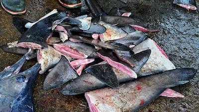 Harvesting shark fins is illegal in 12 US states. AFP