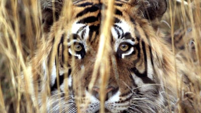 A Bengal tiger rests in the brush at Ranthambhore National Park in Jaipur, India. A wild tiger has killed three people in south India in the span of four days, forcing dozens of schools to shut down and halting tourist activity in the area. Stephen Jaffe/AFP