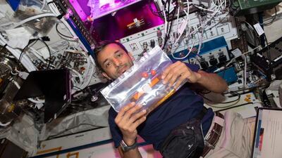 Astronaut Sultan Al Neyadi with samples of tomatoes that were grown aboard the International Space Station and harvested this week. The samples will be analysed as part of a study about providing food in a sustainable way in space. Image: Nasa