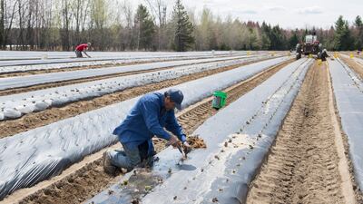 A temporary foreign worker from Mexico plants strawberries on a farm in Mirabel, Quebec, May 6. Graham Hughes / AP
