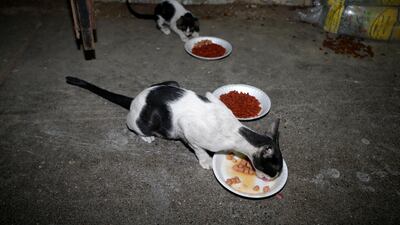 The Bin Kitty Collective is a volunteer-run animal-welfare group with close to 25,000 members who aim to assist stray cats. Chris Whiteoak for The National