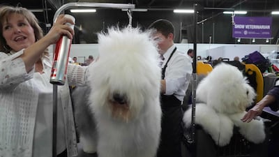A handler and her Old English Sheepdog prepare in the benching area. Photo: AFP
