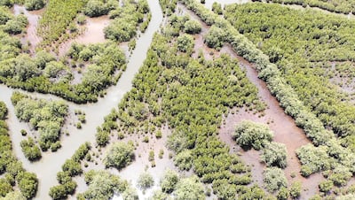 A stunning snapshot of the lush, sprawling mangroves in Casamance, Senegal, captured by drone. Courtesy Peter Yeung