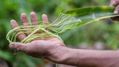 3. The leaves are decorticated.