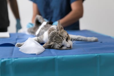 The group's volunteers carry out a trap and neuter scheme, as well as feed strays. Reem Mohammed / The National