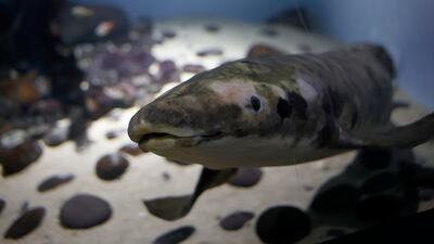 The primitive freshwater fish can breath on land and in water. Methuselah came to San Francisco on a steamship from Queensland, Australia, in 1938 and the details of where she was was collected or who supplied her to the Aquarium are unknown. Biologists are unsure whether Methuselah is a male or female. EPA