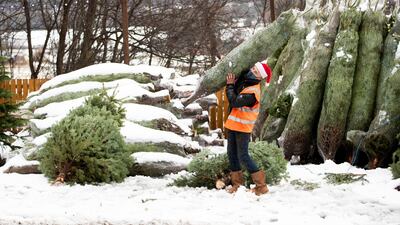 Dave Baptie works in the snow at the Hill End Christmas Tree Centre near Edinburgh, Scotland. AP Photo