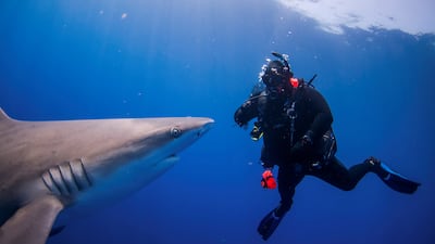 A shark swims past a diver during an outing with scuba company Emerald Charters off Jupiter Inlet, Florida. Reuters