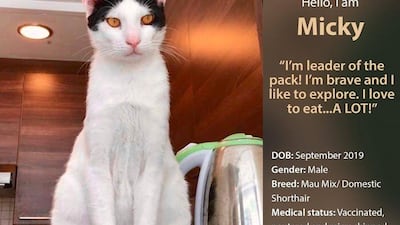 If interested in adopting, contact Red Paw Foundation on Facebook or email contact@redpawfoundation.org.