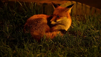 A town fox is curled up beside a busy side street in north London, Britain. Reuters