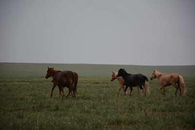 Wild horses in Mongolia. Courtesy Rosemary Behan