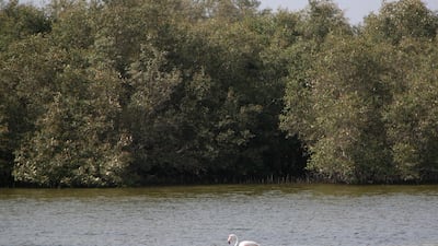 A flamingo wades in the shallow water in front of Mangroves in Abu Dhabi. Sammy Dallal / The National