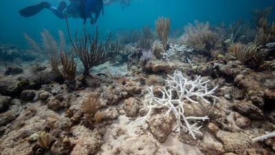 Coral bleaching is affecting large sections of Florida's famous reefs. The state has received funding from the UAE that has gone towards combating this climate change-related phenomenon