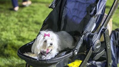 A tired pet dog rests on a stroller.