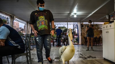 Omar Al Oud, son of Abou Mounir Fish cafe's proprieter walks through the restaurant with Ovi the pelican. Elizabeth Fitt for The National
