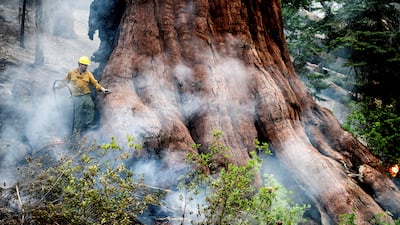 A firefighter protects a sequoia tree, as the Washburn fire burns in Yosemite National Park, California, US. AP