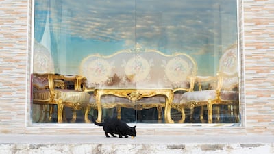 'Furniture Market, Stray Cat' (2018). Photo: Farah Al Qasimi