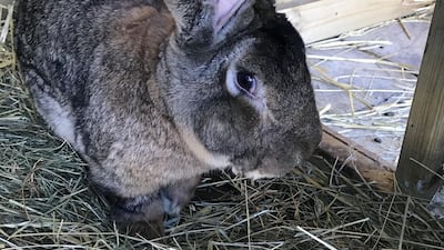 Darius the rabbit. West Mercia Police
