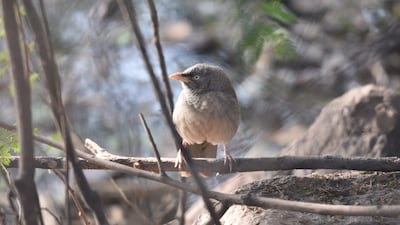 Indian pond heron