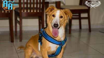 Blaze, a Labrador retriever with dwarfism, will be up for adoption on Thursday. Courtesy Animal Action