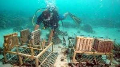 A diver installs a coral settlement device at Al Dhabeiyah. The technology comes from Tokyo University of Marine Science and Technology.