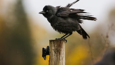 A young jackdaw (Corvus monedula) rests on a fence post in Altheim, western Germany. AFP