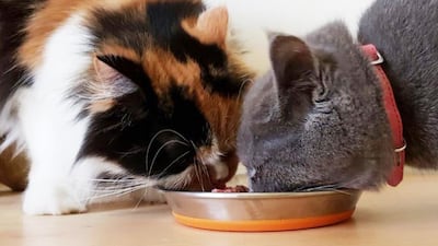 Pets in the UAE will now have the option of raw and healthy food options thanks to Furchild. Courtesy Furchild