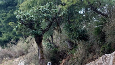 A langur sits under a rhododendron tree in Dharmsala, India. AP Photo