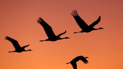 Grey cranes fly over Agamon Lake in the Hula Valley Nature Reserve in northern Israel. AFP