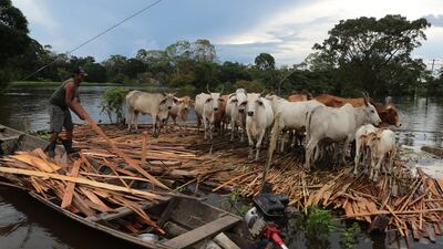A man uses wooden slats to keep his cattle afloat in flood waters in Anama, Brazil. The area, home to 14,000 people, is just one municipality of dozens in Amazonas state where life has been upended by unusually high rainfall. AP