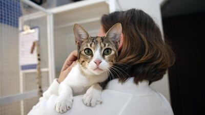 Readers urge people not to abandon their pets when they leave the country. Nicole Hill / The National