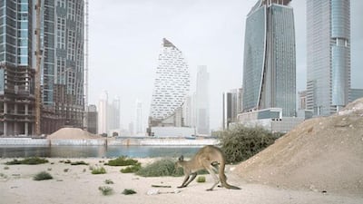 A kangaroo in Business Bay, Dubai. The earliest photo in the project was taken in 2002 and the latest in 2012.