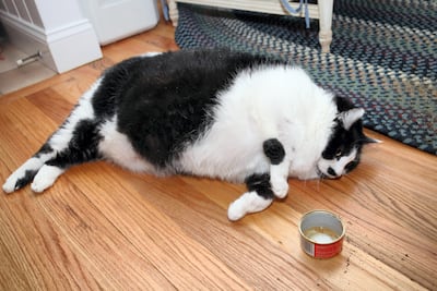 Just half a kilo of extra weight on a cat is equivalent to about 7kg on a human. Photo: Ruaridh Connellan / Barcroft USA via Getty Images