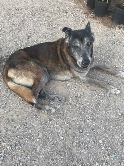 The Fujairah 'wolf' has been identified as an 'old dog' by experts. Courtesy Mohammed Al Zyoudi