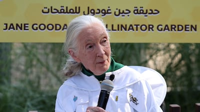 Jane Goodall says she is 'fit as a fiddle' at 90 thanks to a vegan diet that keeps her healthy. Chris Whiteoak / The National