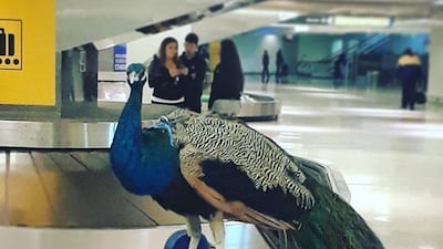 Dexter the support peacock was denied access to a United Airlines flight in 2018. Instagram / dexterthepeacock