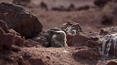 A young bird is seen on Sir Bu Nair island. Pawel Dwulit / The National