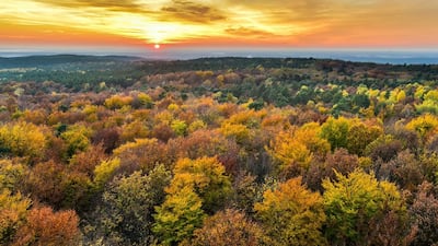 A birch forest in autumn from a viewing platform as the sun sets at the Rauen Hills in Rauen, east Germany. Patrick Pleul / dpa via AP