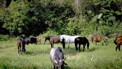 Horses graze alongside a bull at the state-run Azucarero horse ranch in Artemisa, Cuba. Last year, three horses born through the insemination program were sold from the ranch, the horse-breeding centre where an artificial insemination programme is being developed. Ramon Espinosa / AP Photo