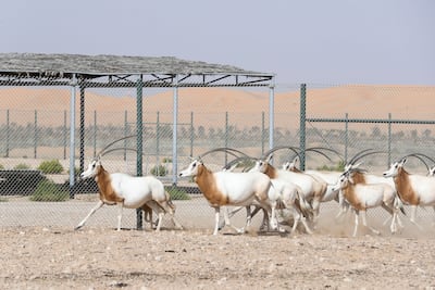The scimitar-horned oryx at Deleika Wildlife Management Centre in Abu Dhabi. Khushnum Bhandari / The National